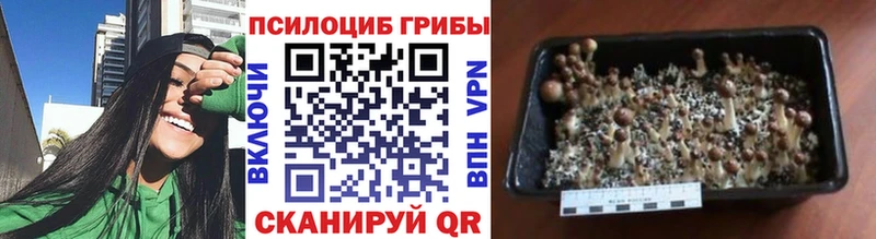 Галлюциногенные грибы MAGIC MUSHROOMS  как найти наркотики  Новоалтайск 